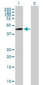 Anti-MOCS3 antibody produced in mouse purified immunoglobulin, buffered aqueous solution