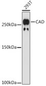 Anti-CAD Antibody, clone 0O8D6, Rabbit Monoclonal