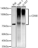Anti-CD68 Antibody, clone 5S2F7, Rabbit Monoclonal