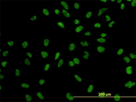 Monoclonal Anti-XPO5 antibody produced in mouse clone 2C5-1B3, purified immunoglobulin, buffered aqueous solution