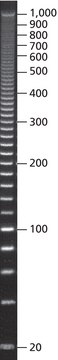 PCR 20 bp Low Ladder for electrophoresis of PCR fragments