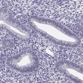 Anti-PAX2 antibody produced in rabbit Prestige Antibodies® Powered by Atlas Antibodies, affinity isolated antibody, buffered aqueous glycerol solution