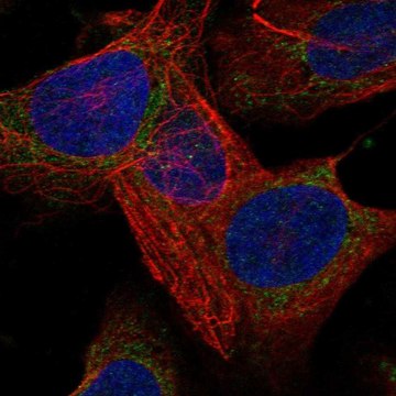 Anti-LARS2 antibody produced in rabbit Prestige Antibodies&#174; Powered by Atlas Antibodies, affinity isolated antibody