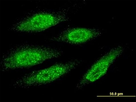 Monoclonal Anti-MAGEA8 antibody produced in mouse clone 3F7, purified immunoglobulin, buffered aqueous solution