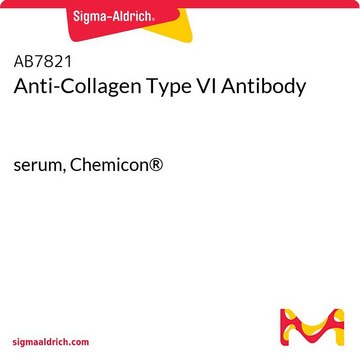 Anti-Collagen Type VI Antibody serum, Chemicon&#174;