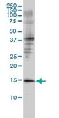Monoclonal Anti-GMFB antibody produced in mouse clone 2G12-2A2, purified immunoglobulin, buffered aqueous solution