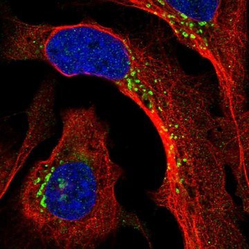 Anti-PPP2R3A antibody produced in rabbit Prestige Antibodies&#174; Powered by Atlas Antibodies, affinity isolated antibody