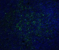 Monoclonal Anti-ORAI1 antibody produced in mouse clone 6D11A11, purified immunoglobulin, buffered aqueous solution