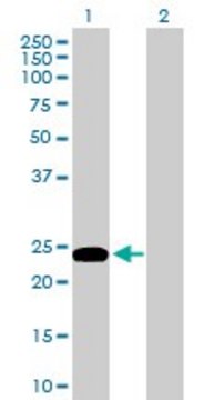 Anti-GJB5 antibody produced in mouse purified immunoglobulin, buffered aqueous solution