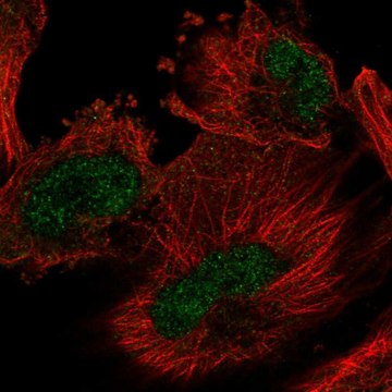 Anti-ARIH2 antibody produced in rabbit Prestige Antibodies&#174; Powered by Atlas Antibodies, affinity isolated antibody