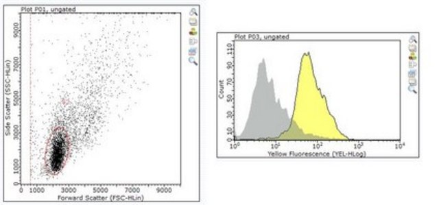 Anti-TGF-beta Receptor Antibody, type I from rabbit, purified by affinity chromatography