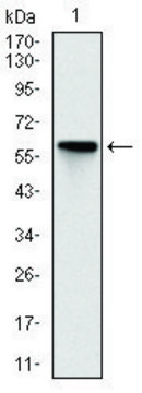 Monoclonal Anti-ROCK1 antibody produced in mouse clone 1H4, purified immunoglobulin, buffered aqueous solution