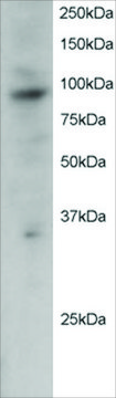 Anti-PRAM1 antibody produced in goat affinity isolated antibody, buffered aqueous solution