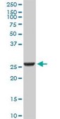 Monoclonal Anti-GSTA2, (N-terminal) antibody produced in mouse clone 3D4, purified immunoglobulin, buffered aqueous solution