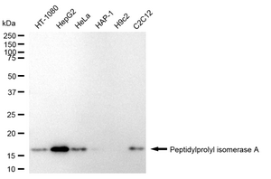 KD-Validated Anti Peptidylprolyl Isomerase A Antibody, clone 24GB905, Rabbit Monoclonal clone 24GB905, recombinant rabbit monoclonal, expressed in HEK293 cells