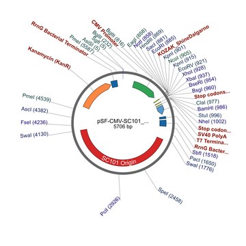 PSF-CMV-SC101 ORI - SC101 ORIGIN (~5 COPIES) PLASMID plasmid vector for molecular cloning