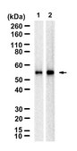 Anti-CD86 Antibody, clone 2H2 ZooMAb® Rabbit Monoclonal recombinant, expressed in HEK 293 cells
