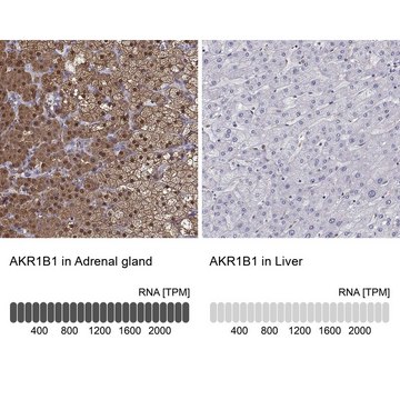 Anti-AKR1B1 antibody produced in rabbit Prestige Antibodies&#174; Powered by Atlas Antibodies, affinity isolated antibody, buffered aqueous glycerol solution