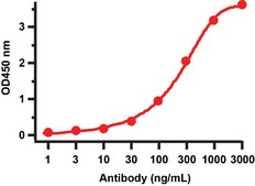 Anti-SARS-CoV-2 (COVID-19) NSP16 antibody produced in rabbit affinity isolated antibody