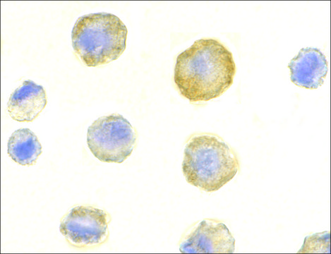 Anti-DCR1 (ab1) antibody produced in rabbit affinity isolated antibody, buffered aqueous solution