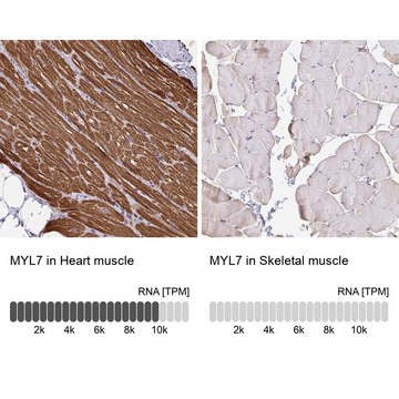 抗-MYL7 兔抗 Prestige Antibodies&#174; Powered by Atlas Antibodies, affinity isolated antibody, buffered aqueous glycerol solution