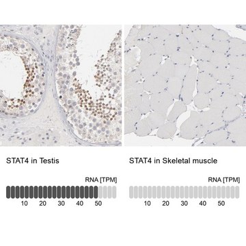 Anti-STAT4 antibody produced in rabbit Prestige Antibodies&#174; Powered by Atlas Antibodies, affinity isolated antibody, buffered aqueous glycerol solution