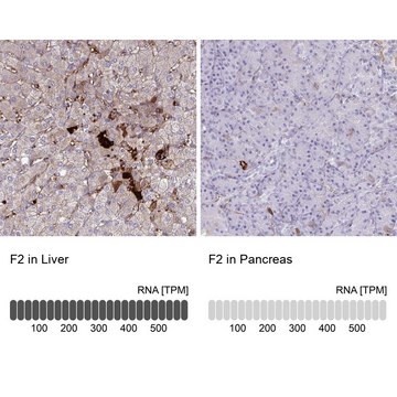 Anti-F2 antibody produced in rabbit Prestige Antibodies&#174; Powered by Atlas Antibodies, affinity isolated antibody, buffered aqueous glycerol solution