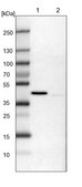 Anti-ULK3 antibody produced in rabbit Prestige Antibodies® Powered by Atlas Antibodies, affinity isolated antibody, buffered aqueous glycerol solution
