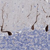 Anti-HS3ST5 antibody produced in rabbit Prestige Antibodies® Powered by Atlas Antibodies, affinity isolated antibody, buffered aqueous glycerol solution