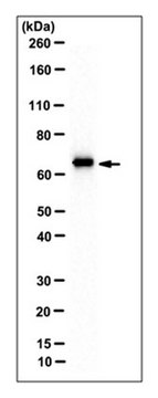 Anti-MEPE Antibody, clone LFMb-33 clone LFMb-33, from mouse