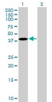 Anti-EMILIN1 antibody produced in mouse purified immunoglobulin, buffered aqueous solution