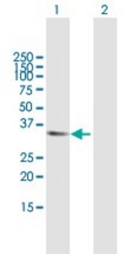 Anti-APBB2 antibody produced in mouse purified immunoglobulin, buffered aqueous solution