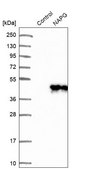 Anti-NAPG antibody produced in rabbit Prestige Antibodies® Powered by Atlas Antibodies, affinity isolated antibody, buffered aqueous glycerol solution