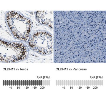 Anti-CLDN11 antibody produced in rabbit Prestige Antibodies&#174; Powered by Atlas Antibodies, affinity isolated antibody, buffered aqueous glycerol solution