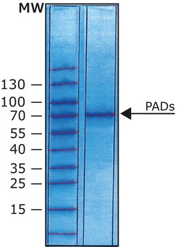 4型肽基精氨酸脱亚胺酶 human recombinant, expressed in E. coli, aqueous solution