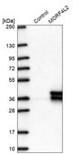 Anti-MORF4L2 antibody produced in rabbit Prestige Antibodies® Powered by Atlas Antibodies, affinity isolated antibody, buffered aqueous glycerol solution