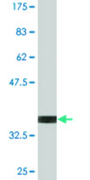 Monoclonal Anti-SRP54, (N-terminal) antibody produced in mouse clone 2G7, purified immunoglobulin, buffered aqueous solution