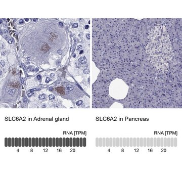 Anti-SLC6A2 Prestige Antibodies&#174; Powered by Atlas Antibodies, affinity isolated antibody