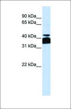 Anti-POU4F2 antibody produced in rabbit affinity isolated antibody