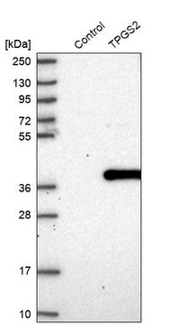 Anti-TPGS2 antibody produced in rabbit Prestige Antibodies® Powered by Atlas Antibodies, affinity isolated antibody, buffered aqueous glycerol solution