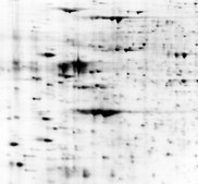 Immobilon®-E PVDF Membrane 10 sheets, 9 cm x 12 cm, The first PVDF transfer Membrane for western blotting that wets out in transfer buffer or water. For chemiluminescence or chromogenic detection.