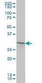 Monoclonal Anti-LFNG antibody produced in mouse clone 2D10-3C11, purified immunoglobulin, buffered aqueous solution