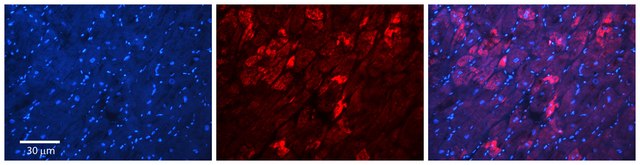 Anti-MFN2 antibody produced in rabbit affinity isolated antibody