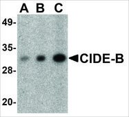 Anti-CIDE-B (ab2) antibody produced in rabbit affinity isolated antibody, buffered aqueous solution