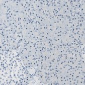 Anti-B4GALNT1 antibody produced in rabbit Ab1, Prestige Antibodies® Powered by Atlas Antibodies, affinity isolated antibody, buffered aqueous glycerol solution