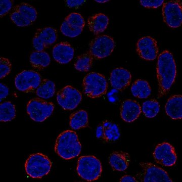 Anti-TNFAIP3 antibody produced in rabbit Prestige Antibodies&#174; Powered by Atlas Antibodies, affinity isolated antibody