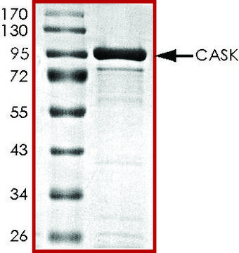 CASK, active, GST tagged human PRECISIO&#174;, recombinant, expressed in baculovirus infected Sf9 cells, &#8805;70% (SDS-PAGE), buffered aqueous glycerol solution