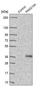 Anti-FAM210A antibody produced in rabbit Prestige Antibodies® Powered by Atlas Antibodies, affinity isolated antibody, buffered aqueous glycerol solution