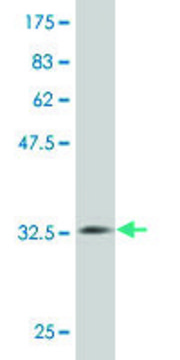 Monoclonal Anti-MS4A2 antibody produced in mouse clone 3B1, purified immunoglobulin, buffered aqueous solution