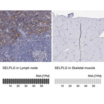 Anti-SELPLG antibody produced in rabbit Prestige Antibodies&#174; Powered by Atlas Antibodies, affinity isolated antibody, buffered aqueous glycerol solution